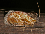 Paracroria griseocincta